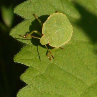Palomena prasina (Linnaeus, 1761)