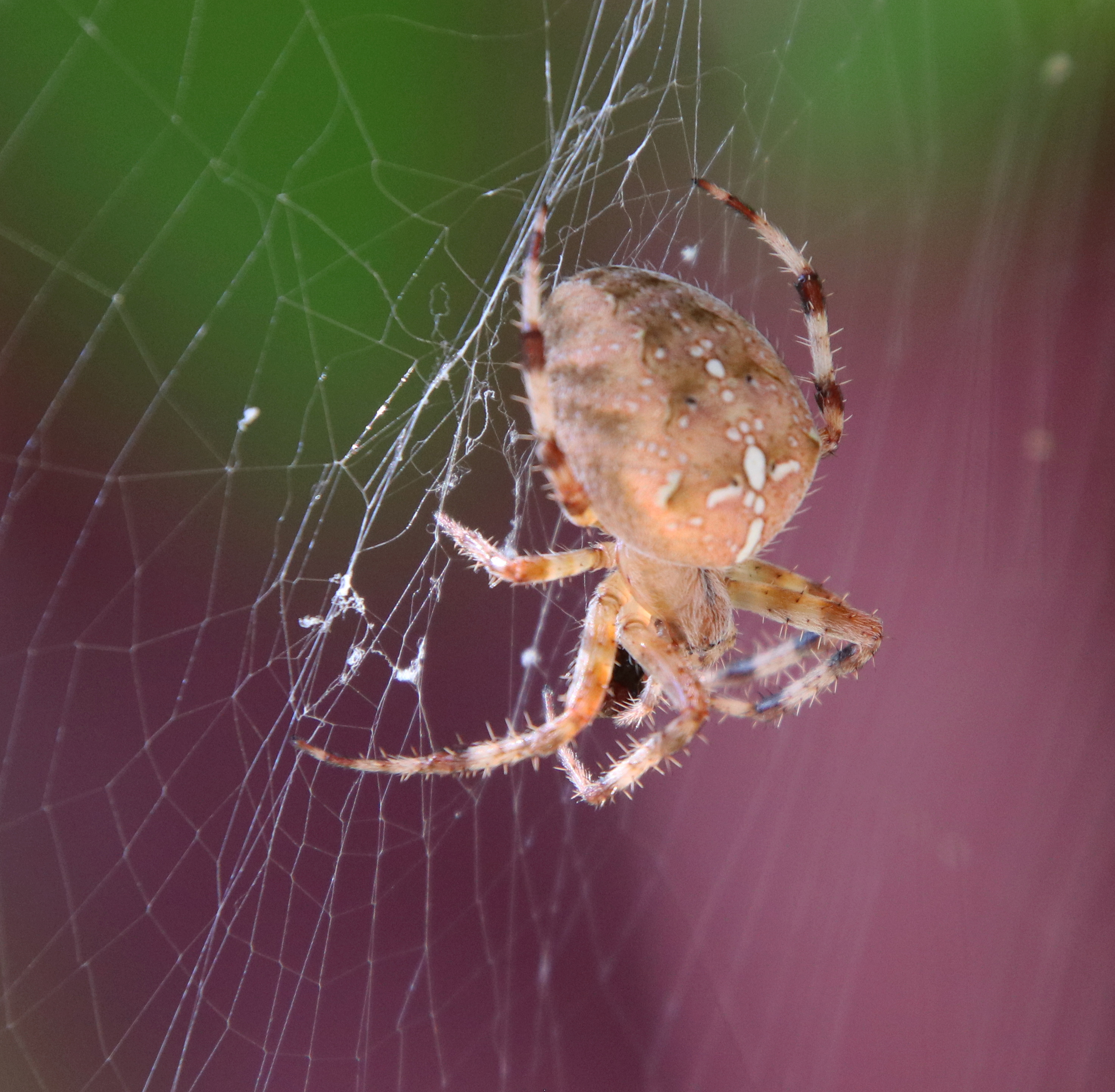 Araneus diadematus Clerck, 1757