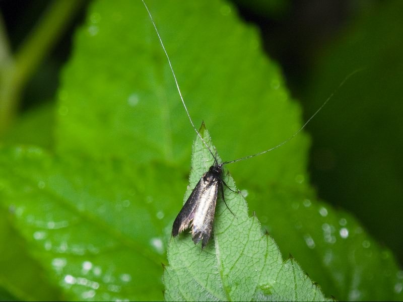 Adela reaumurella (Linnaeus, 1758)