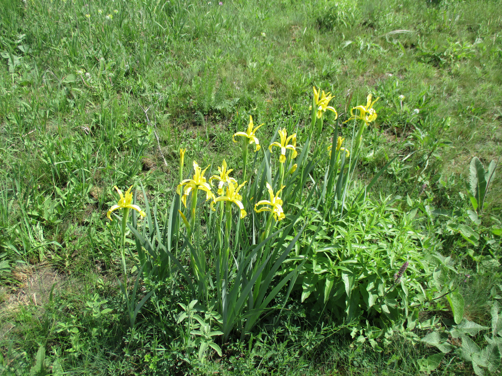 Iris halophila Pall.