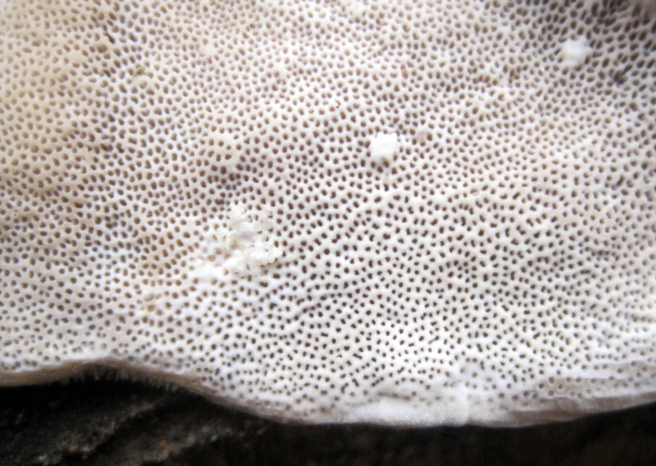 Trametes hirsuta (Wulfen) Lloyd