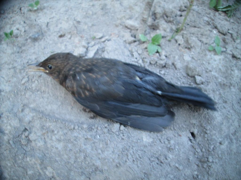Turdus merula Linnaeus, 1758
