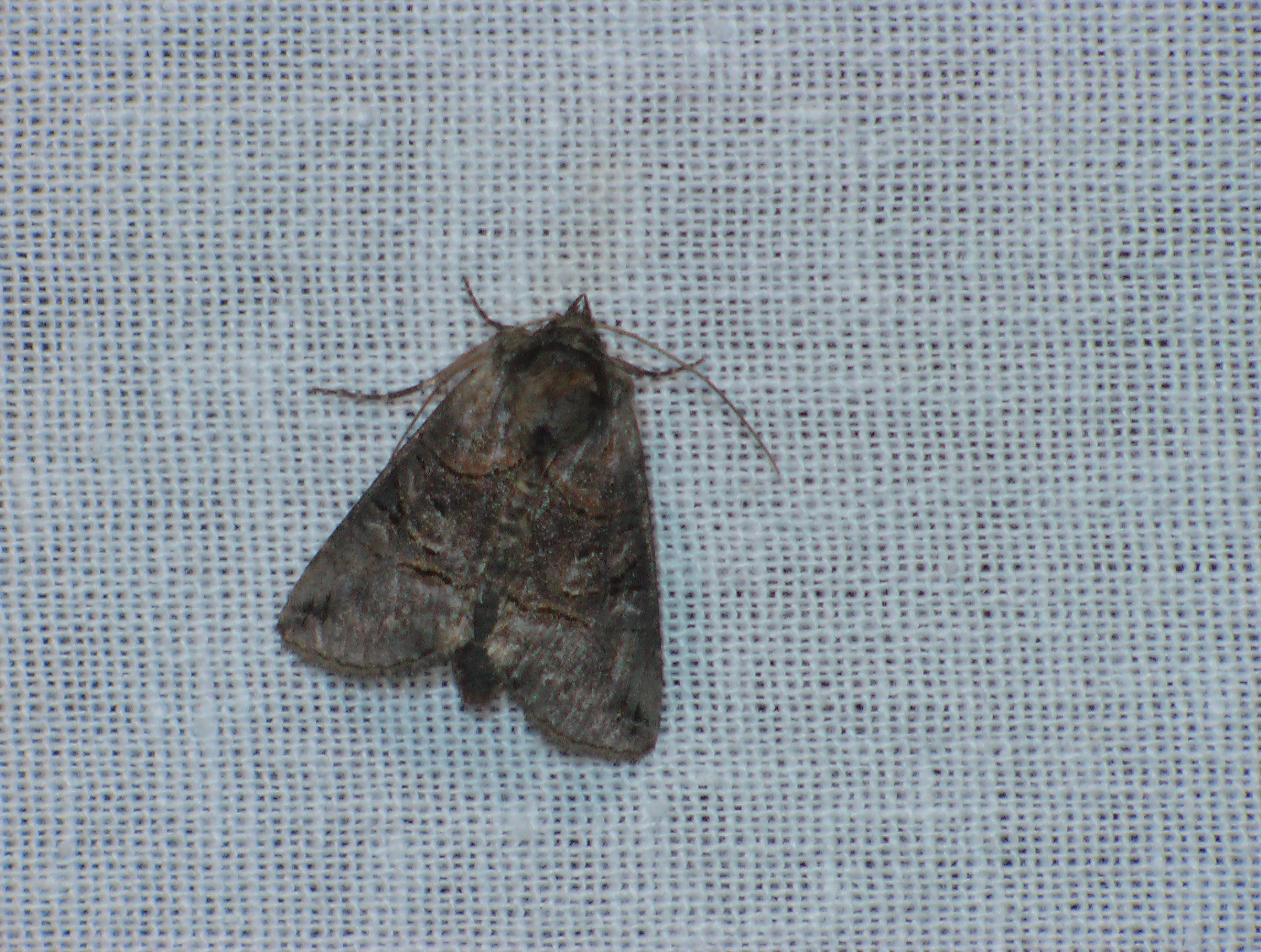 Abrostola tripartita (Hufnagel, 1766)