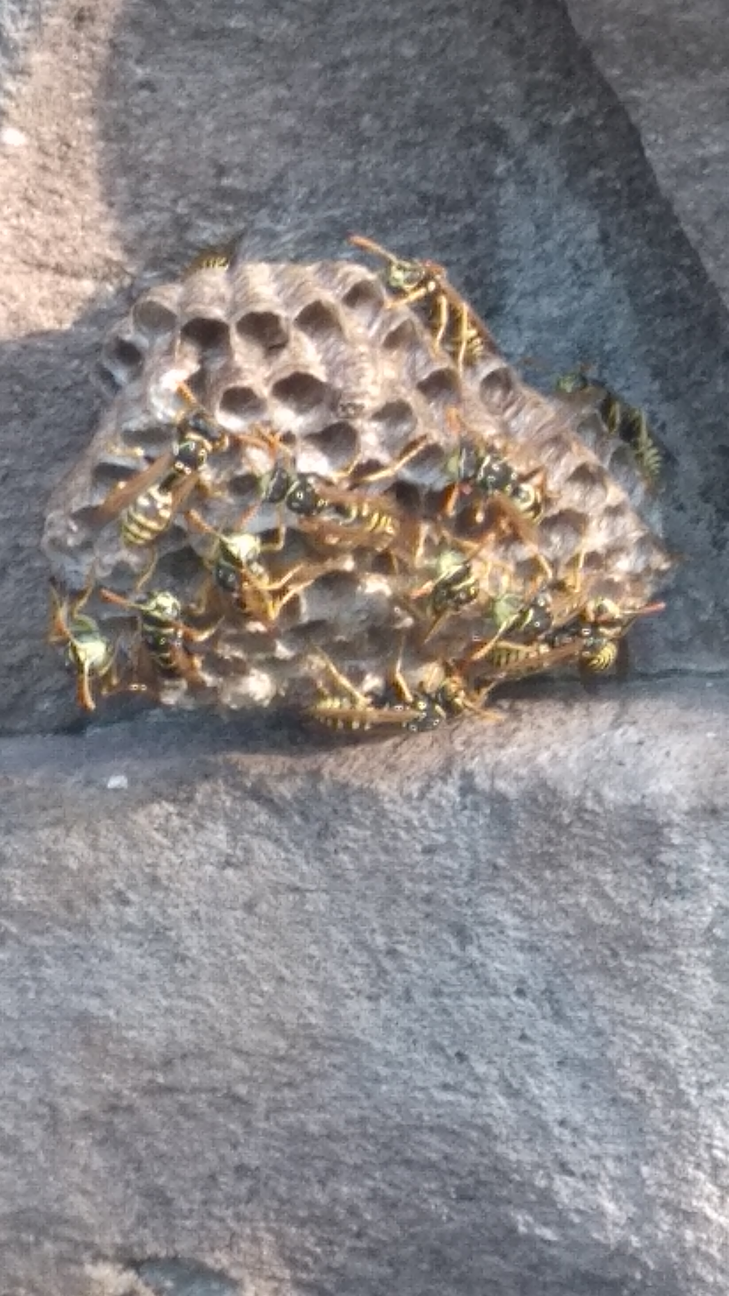 Polistes nimpha (Christ, 1791)