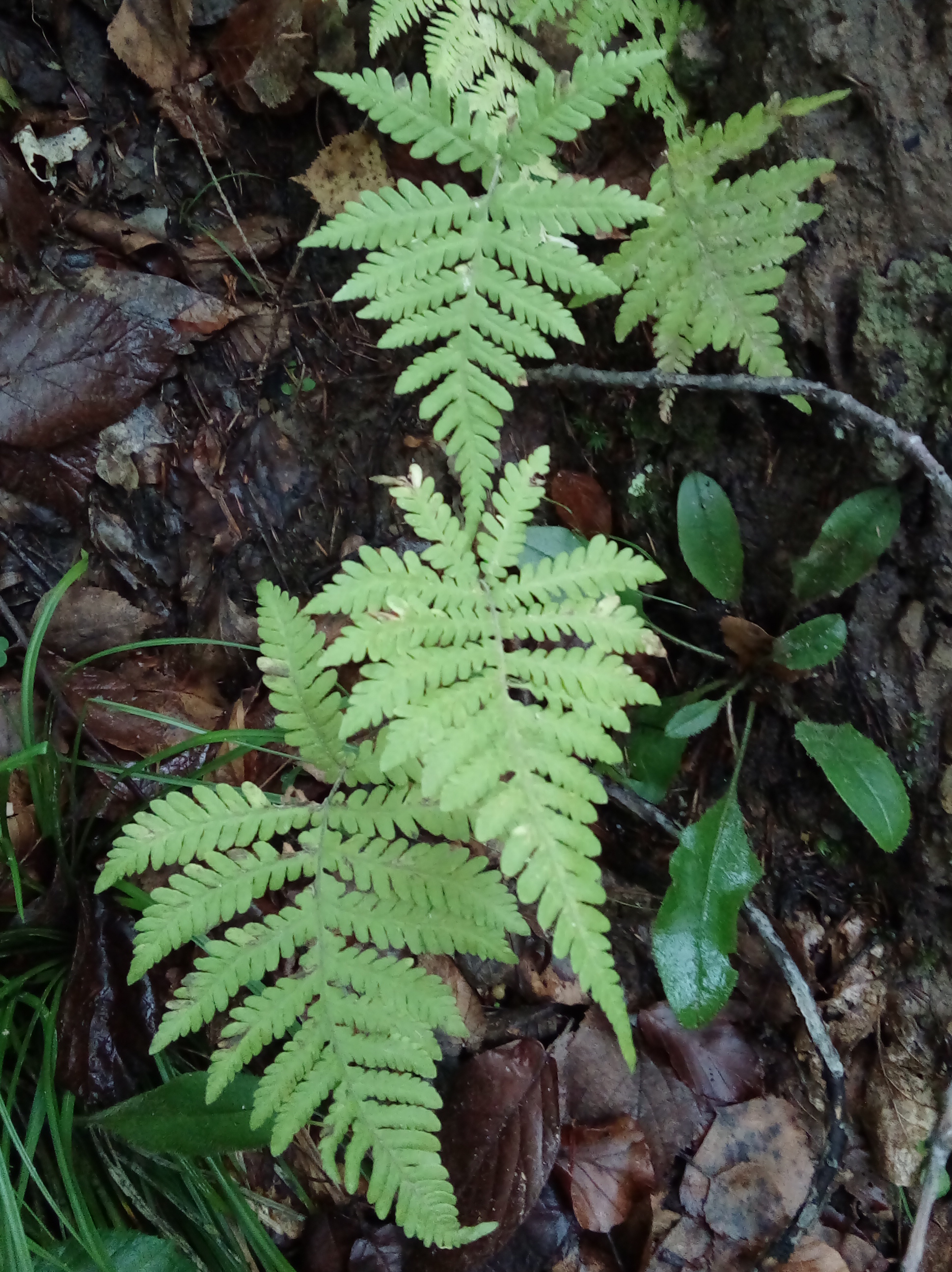 Phegopteris connectilis (Michx.) Watt