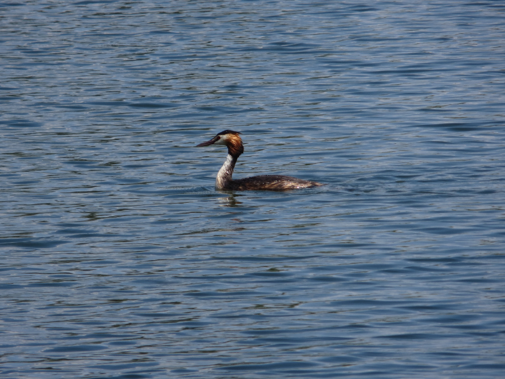 Podiceps cristatus (Linnaeus, 1758)