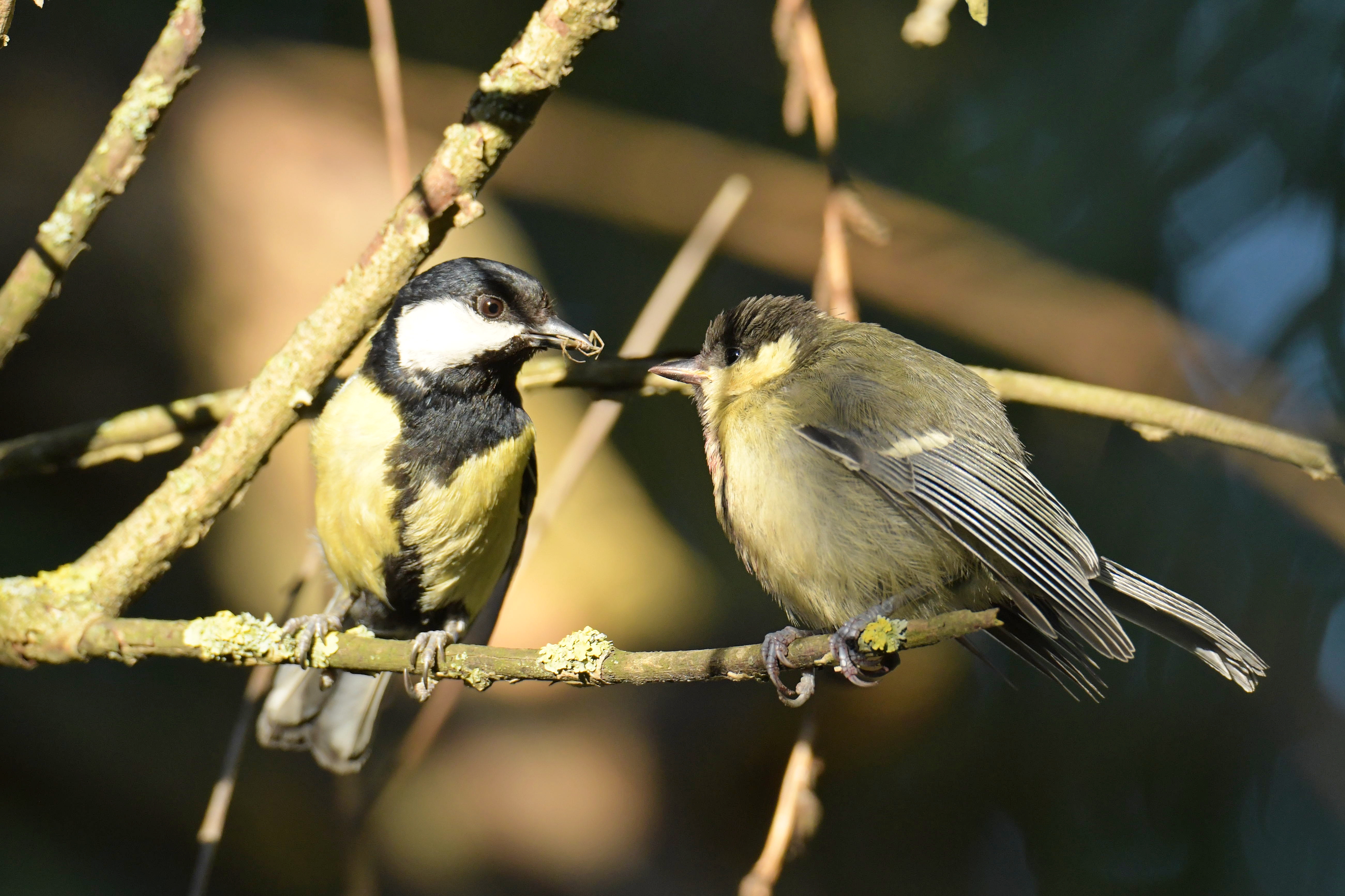 Parus major Linnaeus, 1758