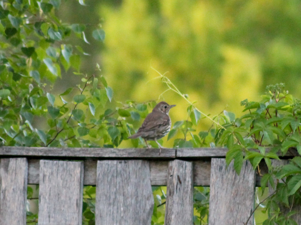Turdus philomelos C.L.Brehm, 1831