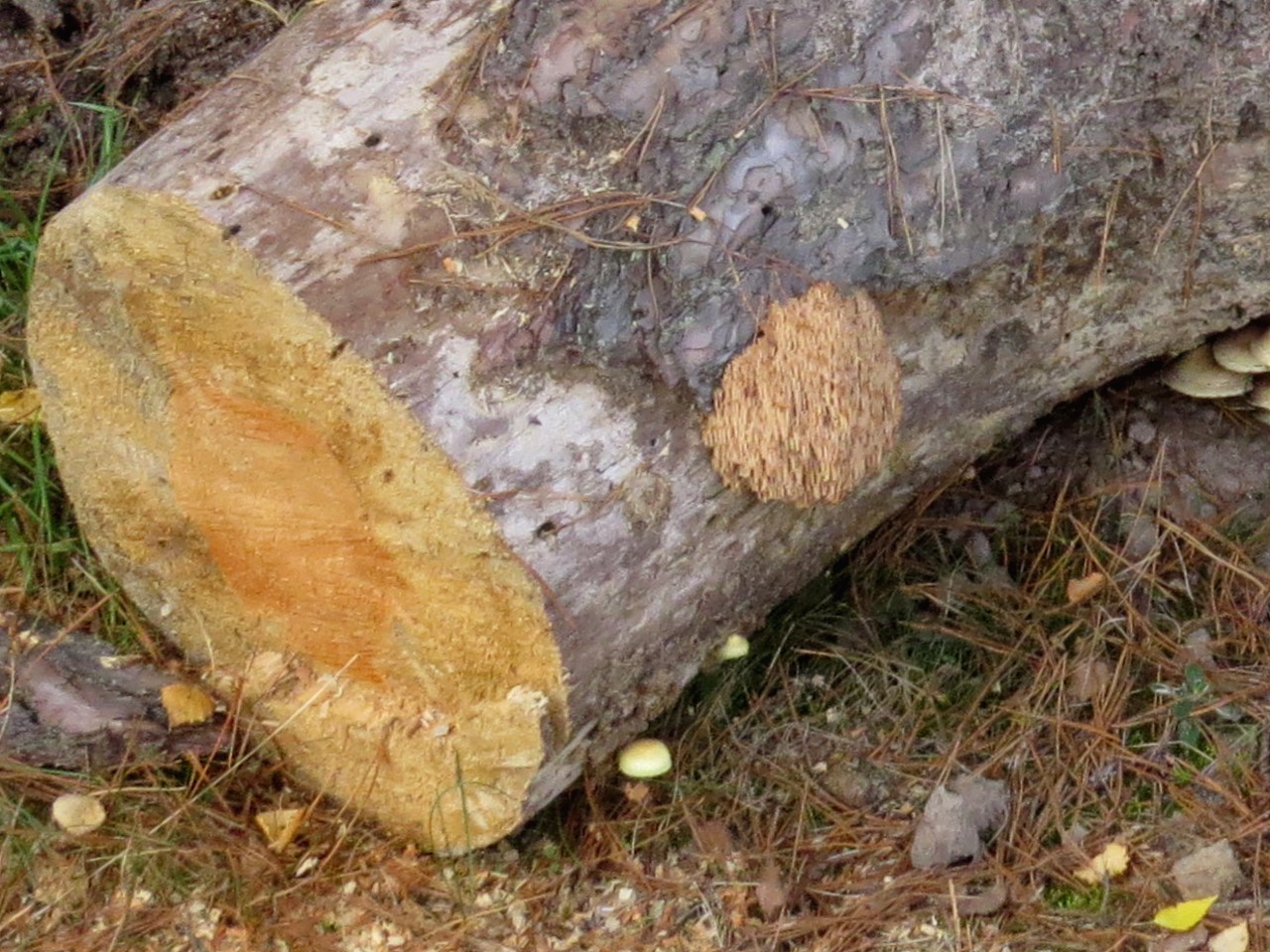 Artomyces pyxidatus (Pers.) Jülich