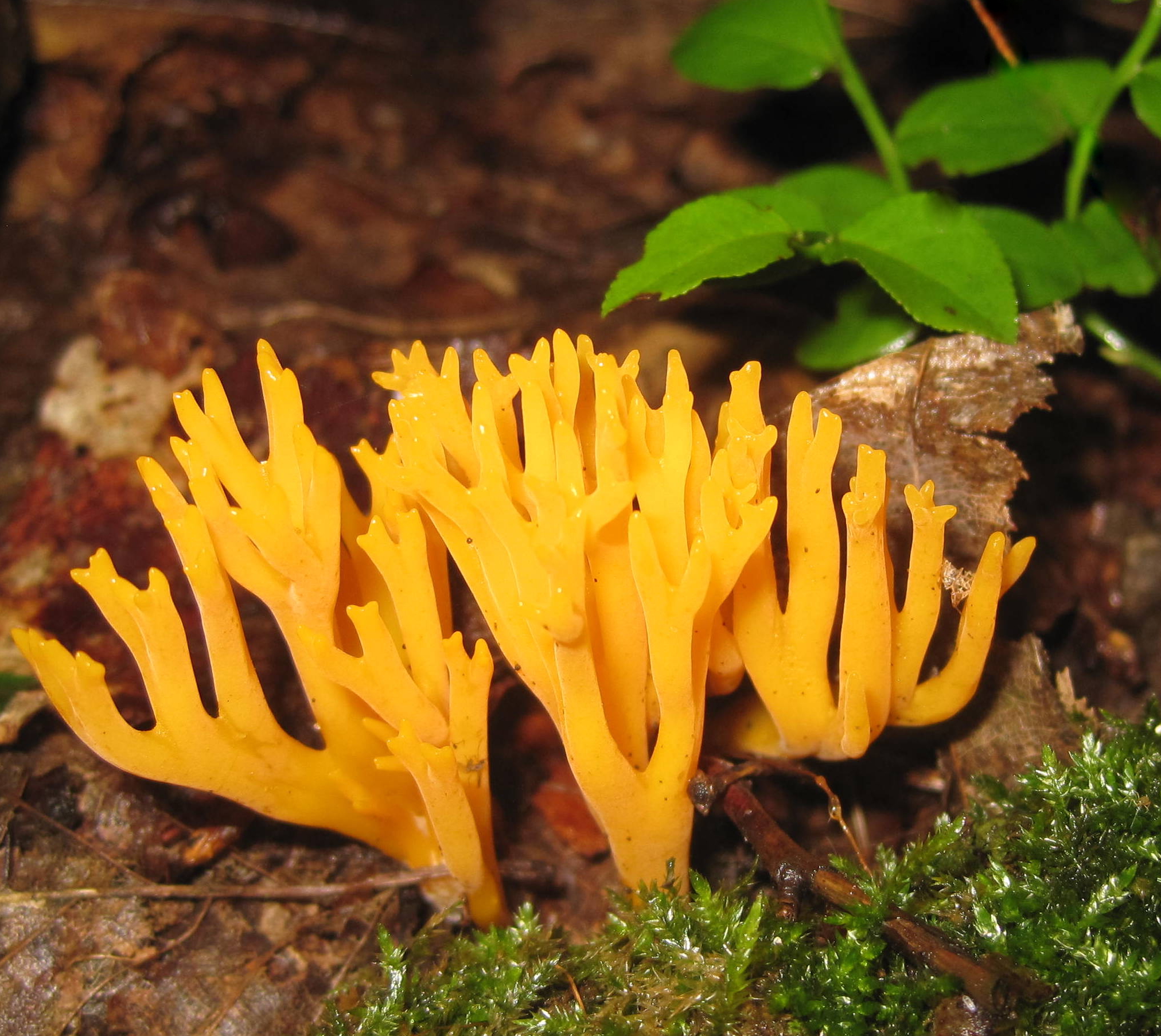 Calocera viscosa (Pers.) Fr.