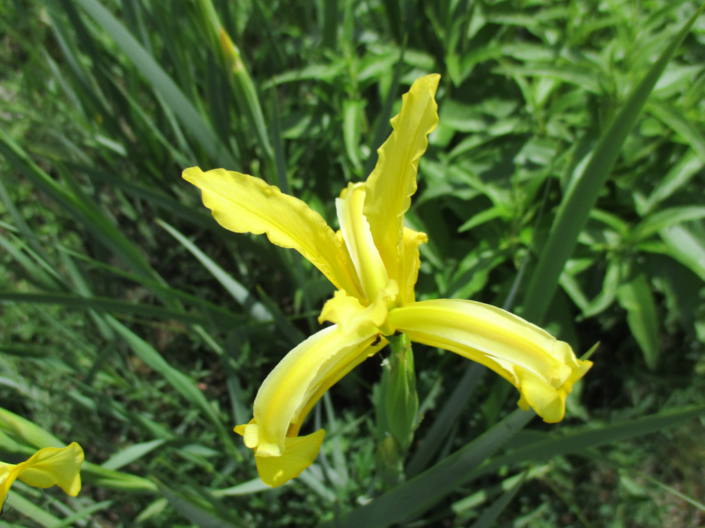 Iris halophila Pall.