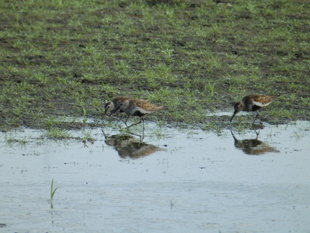 Calidris alpina (Linnaeus, 1758)