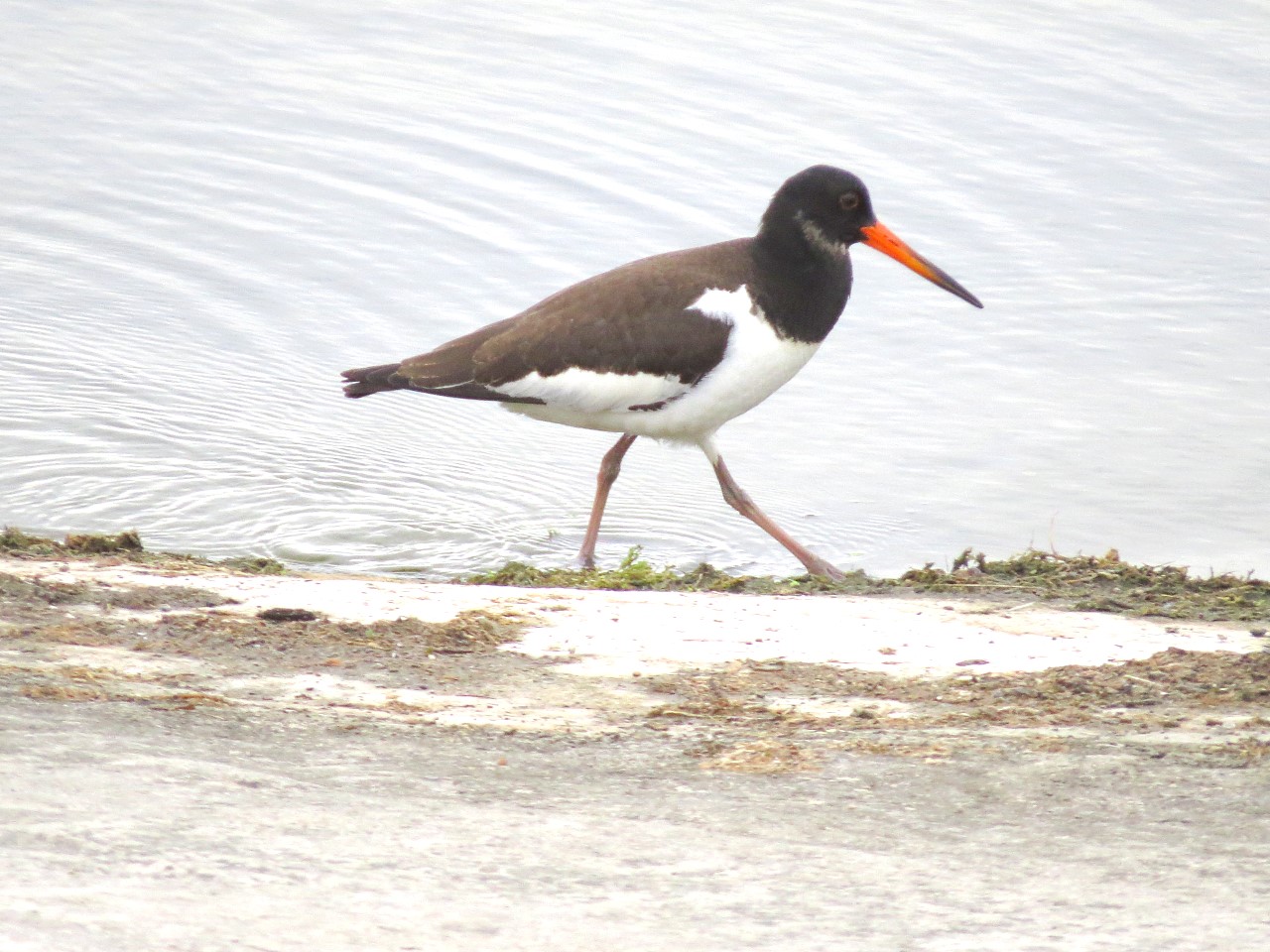 Haematopus ostralegus Linnaeus, 1758