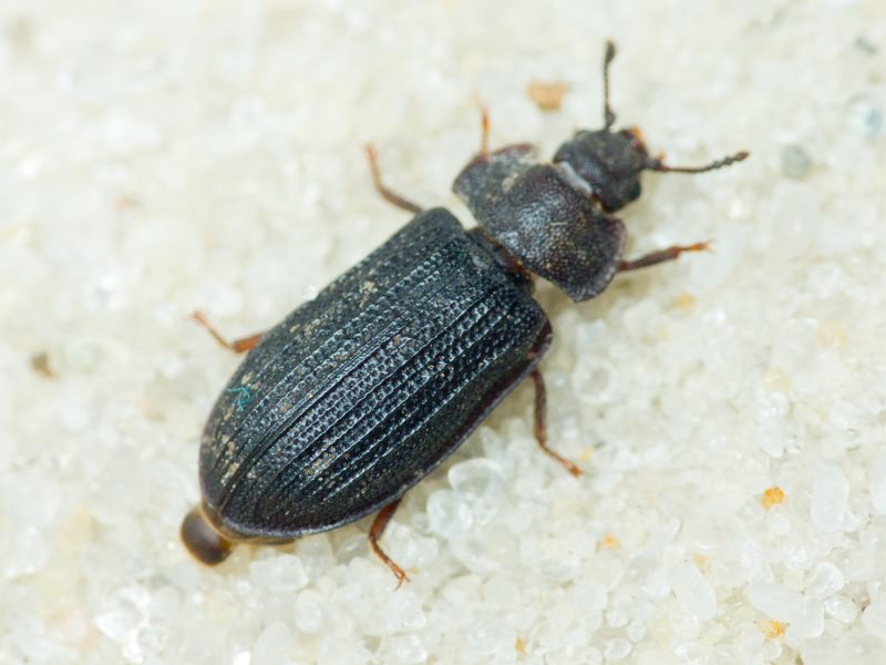 Grynocharis oblonga (Linnaeus, 1758)