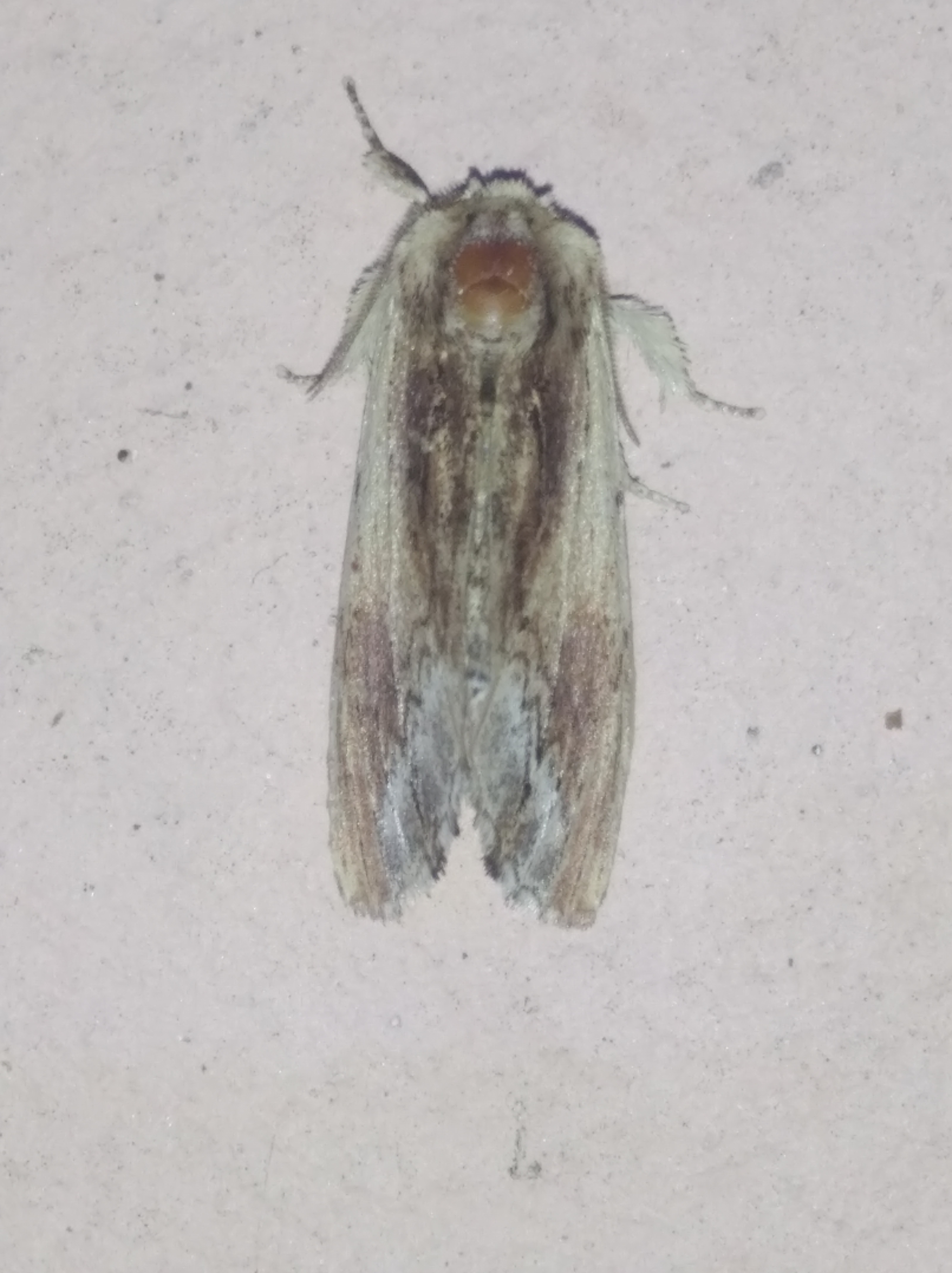 Ptilodon cucullina (Denis & Schiffermüller, 1775)