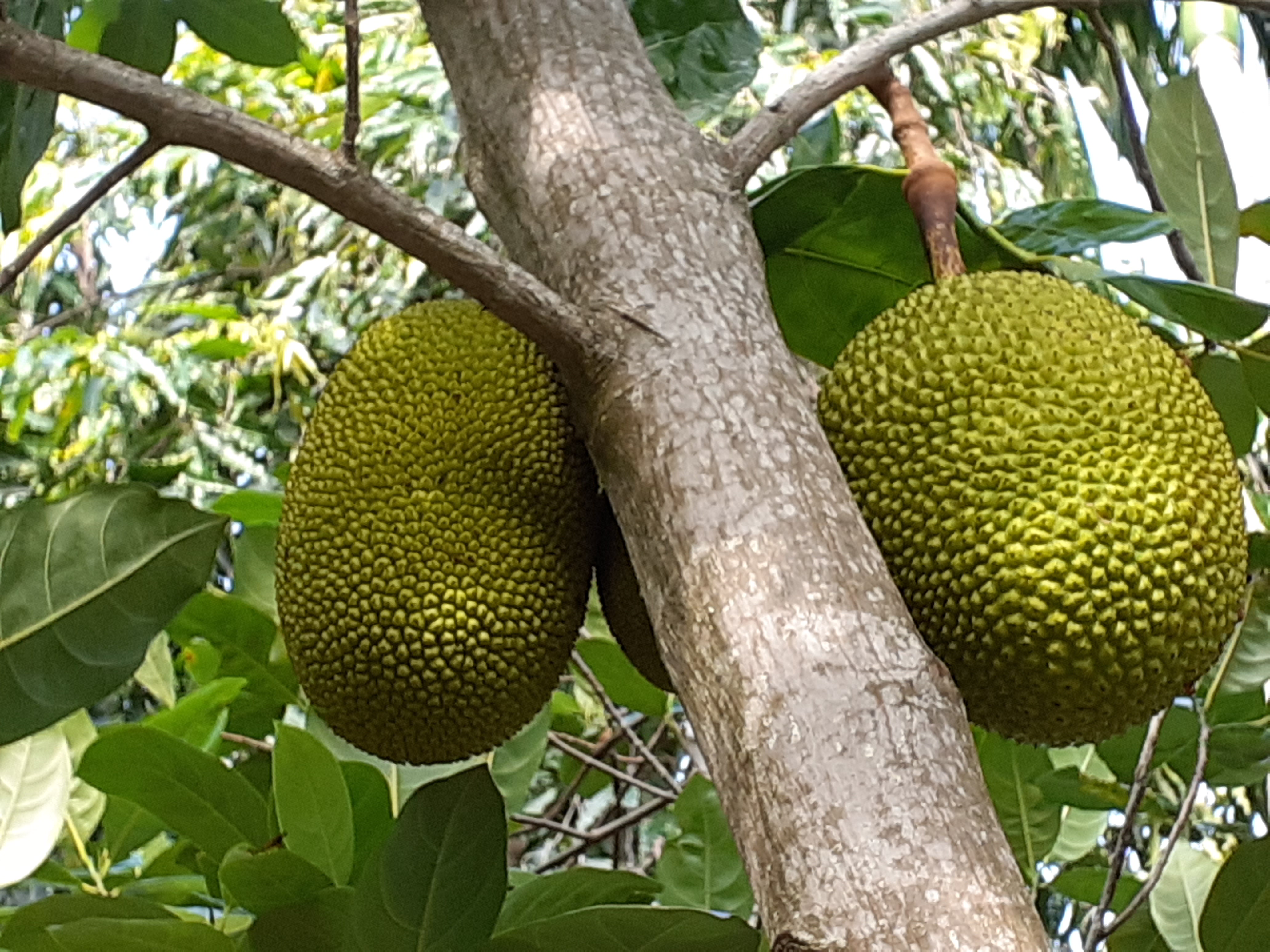 Artocarpus heterophyllus Lam.