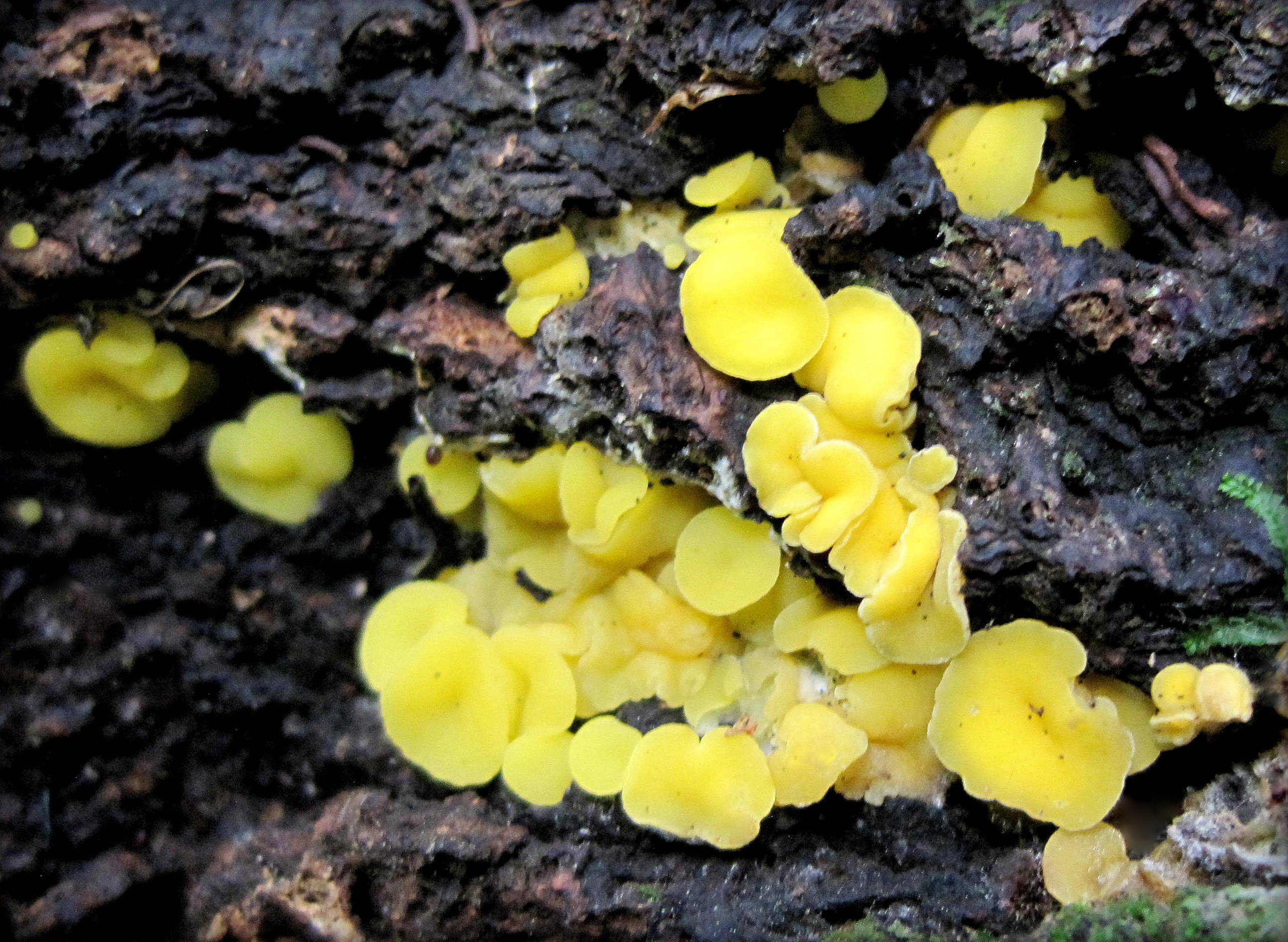 Calycina citrina (Hedw.) Gray