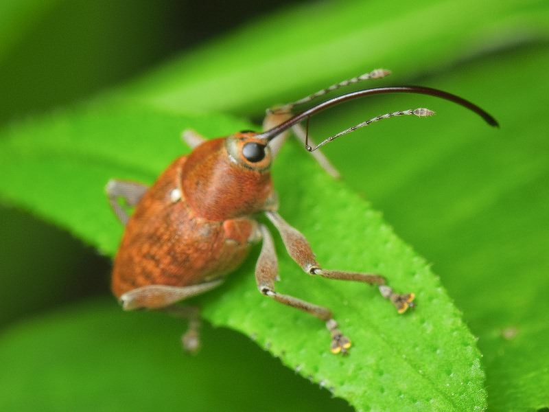 Curculio glandium Marsham, 1802