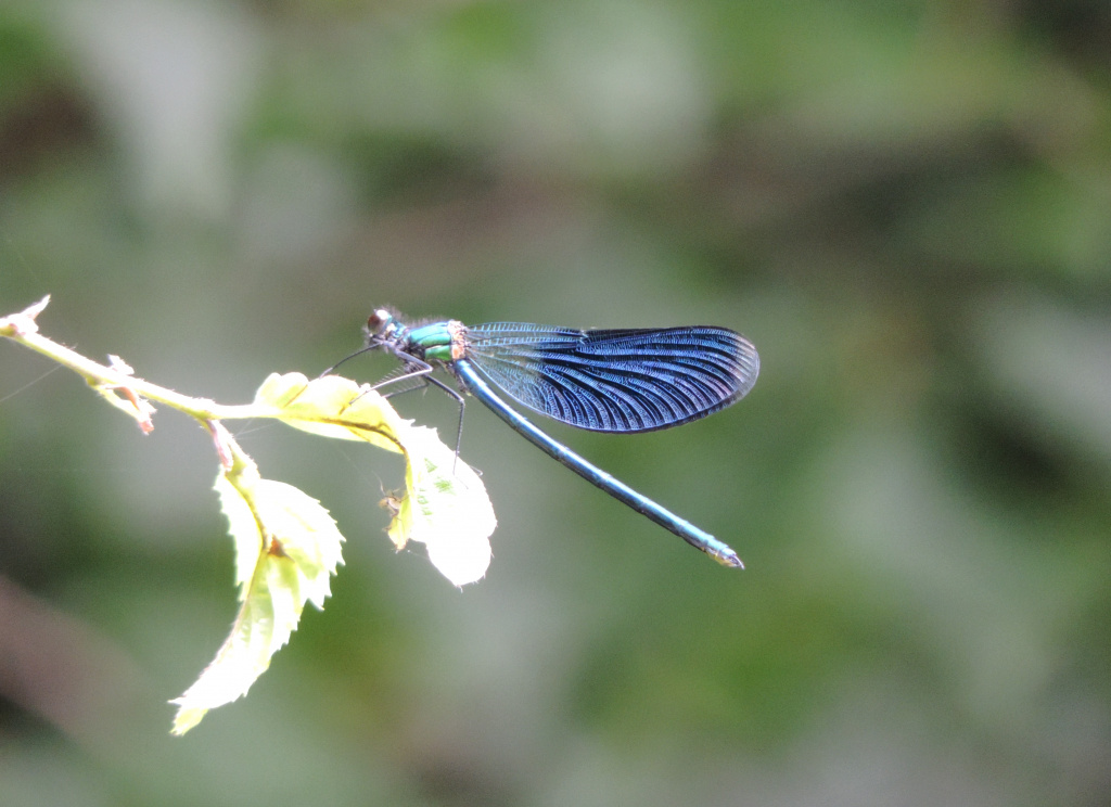 Calopteryx splendens (Harris, 1782)