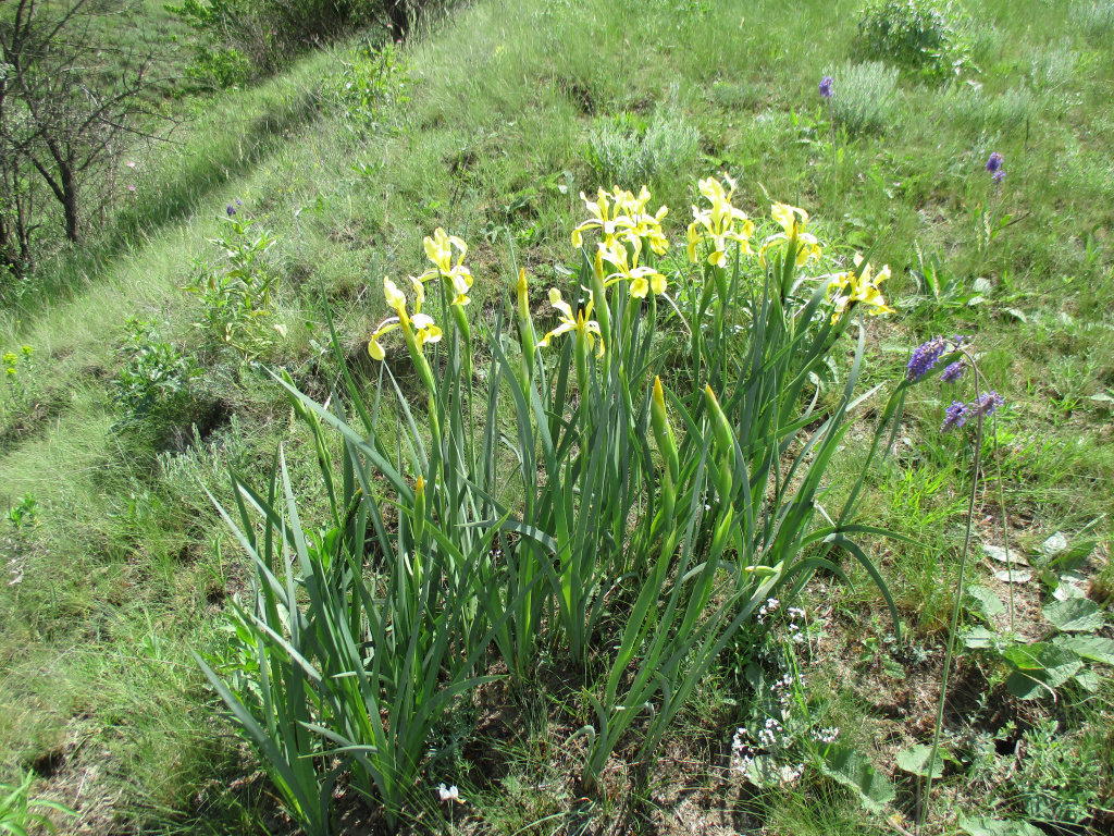 Iris halophila Pall.
