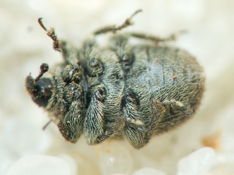 Rhinusa tetra (Fabricius, 1792)