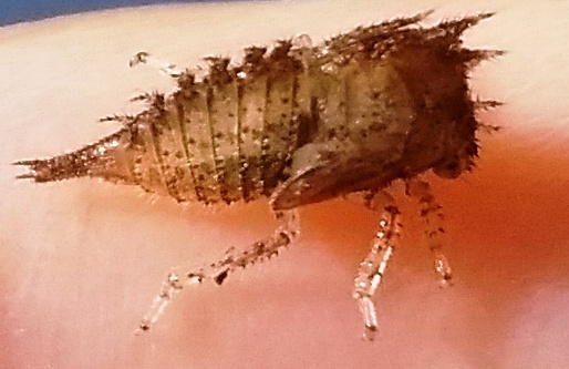 Stictocephala bisonia Kopp & Yonke, 1977