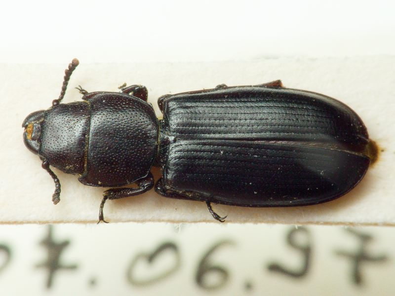Tenebroides mauritanicus (Linnaeus, 1758)