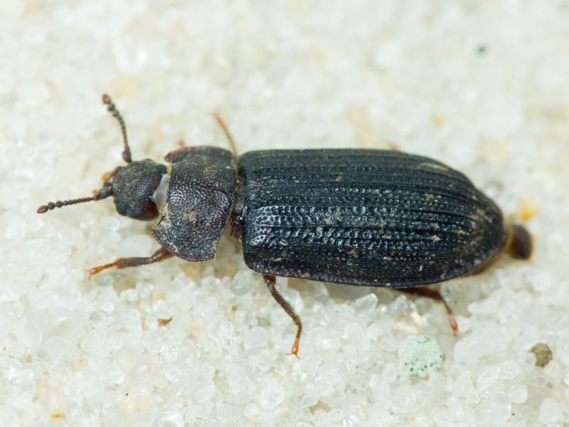 Grynocharis oblonga (Linnaeus, 1758)