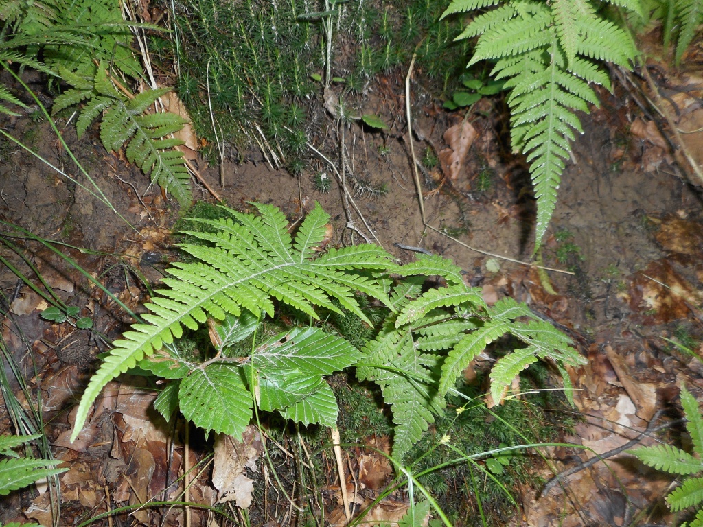 Phegopteris connectilis (Michx.) Watt