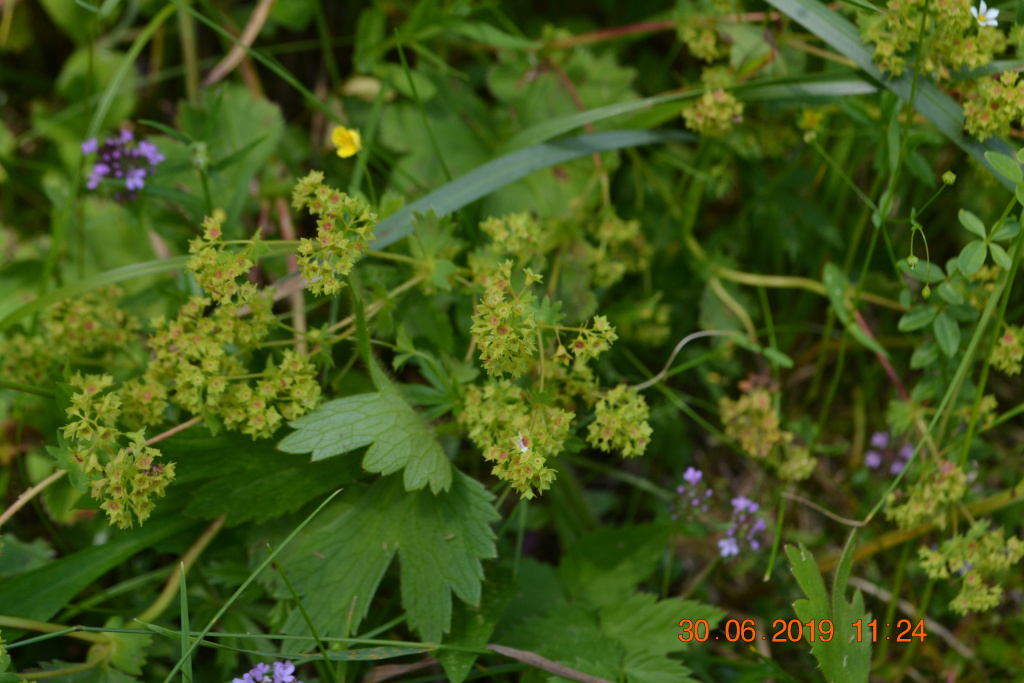 Alchemilla