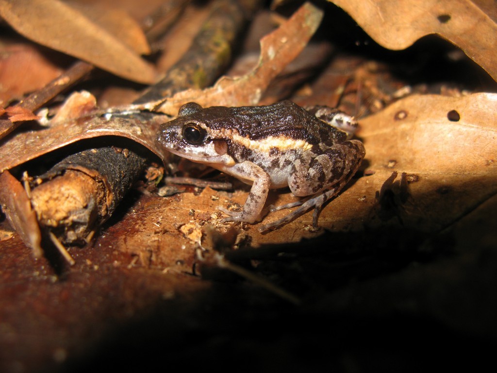 Anura