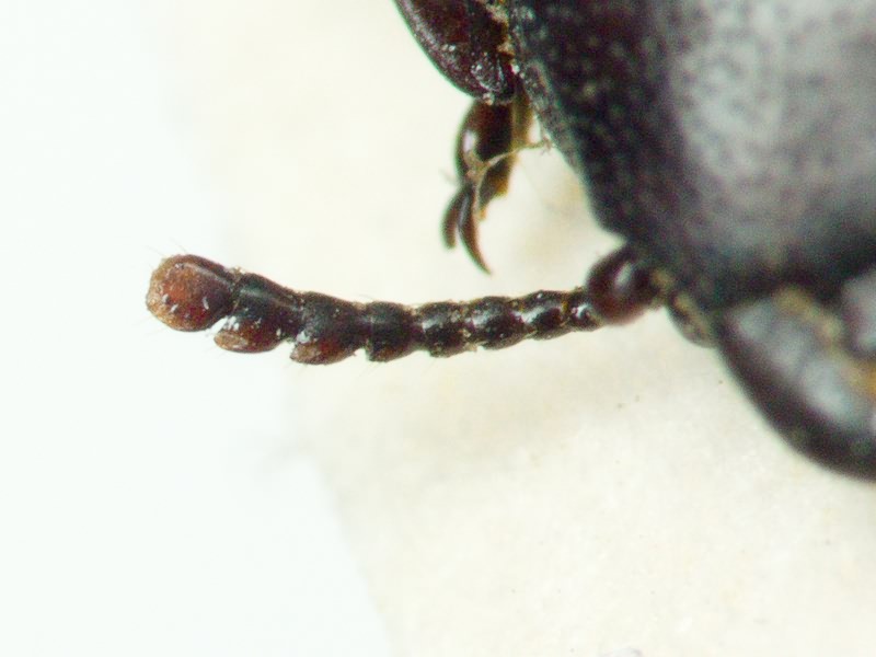 Tenebroides mauritanicus (Linnaeus, 1758)
