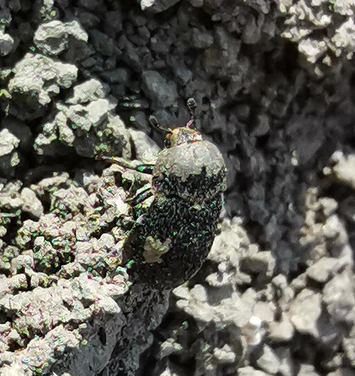Dermestes