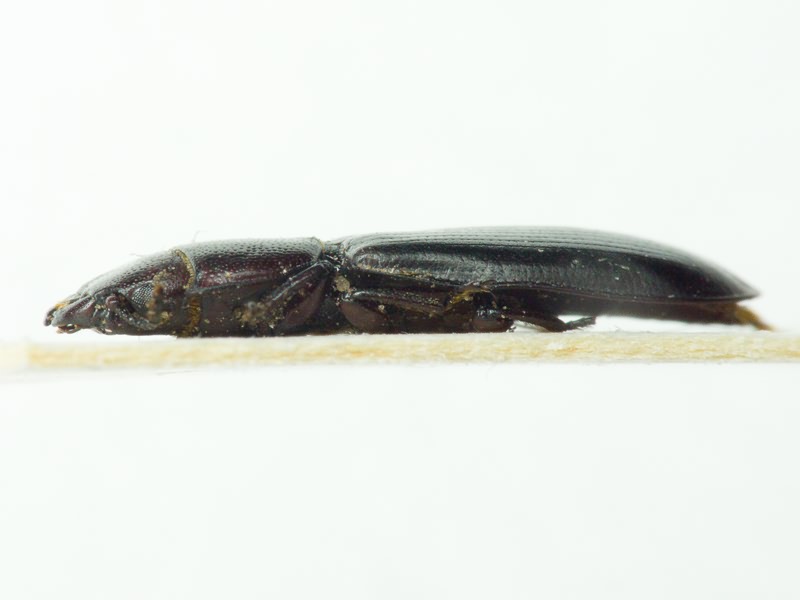 Tenebroides mauritanicus (Linnaeus, 1758)