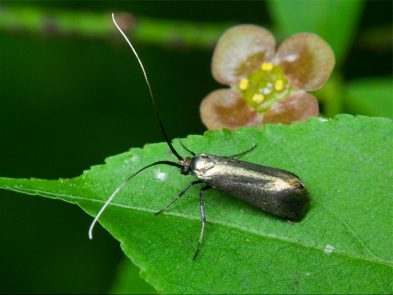Adela reaumurella (Linnaeus, 1758)