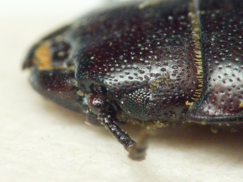 Tenebroides mauritanicus (Linnaeus, 1758)