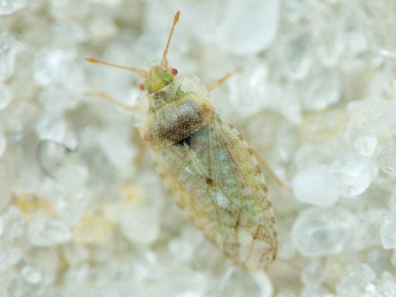 Parapiesma quadratum (Fieber, 1844)