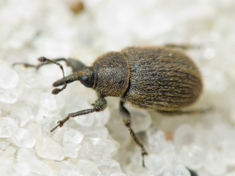 Rhinusa tetra (Fabricius, 1792)