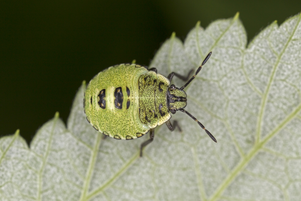 Palomena prasina (Linnaeus, 1761)