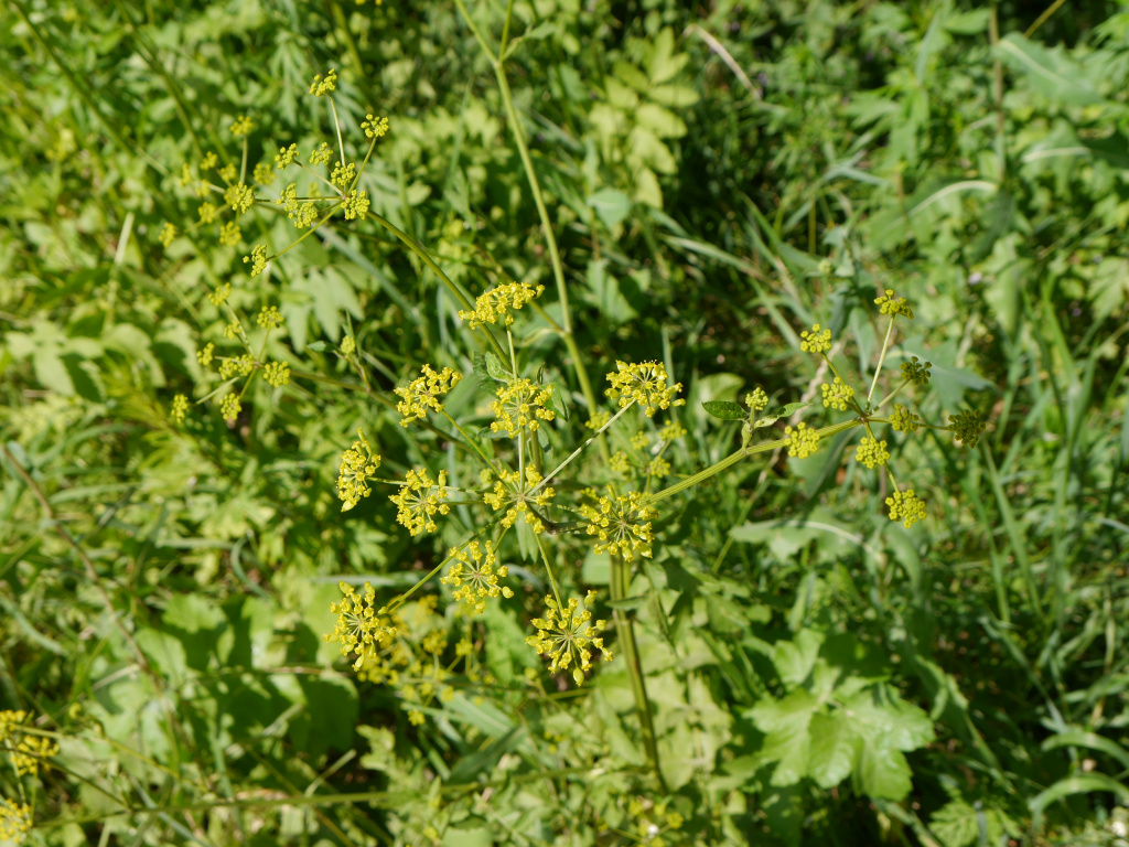 Pastinaca sativa L.