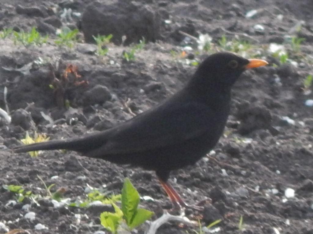 Turdus merula Linnaeus, 1758