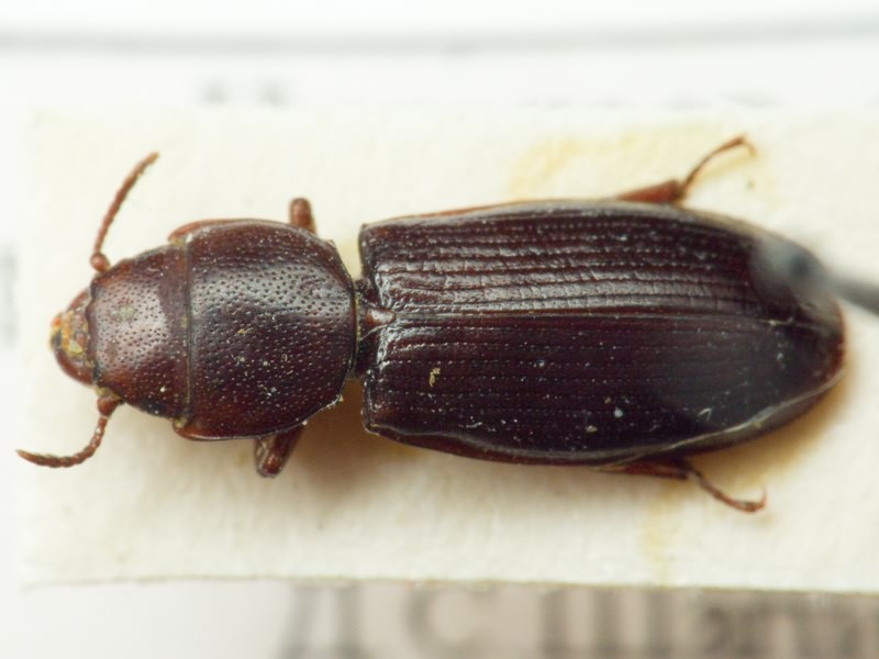 Tenebroides mauritanicus (Linnaeus, 1758)