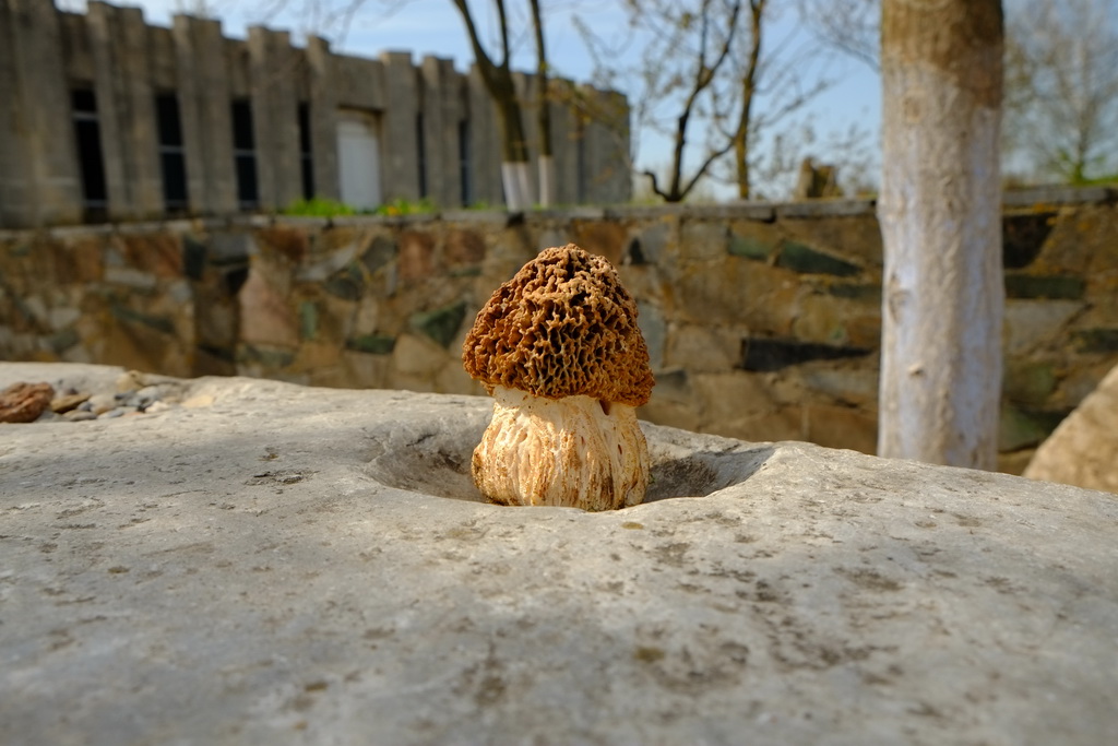 Morchella steppicola Zerova