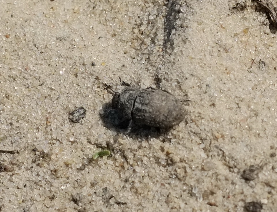 Melanimon tibialis (Fabricius, 1781)