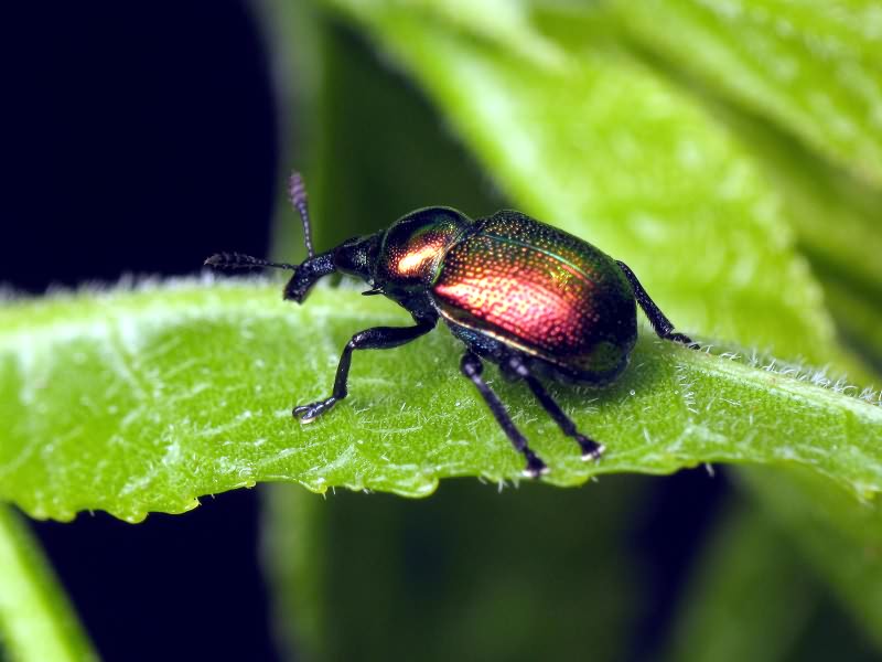 Byctiscus populi (Linnaeus, 1758)