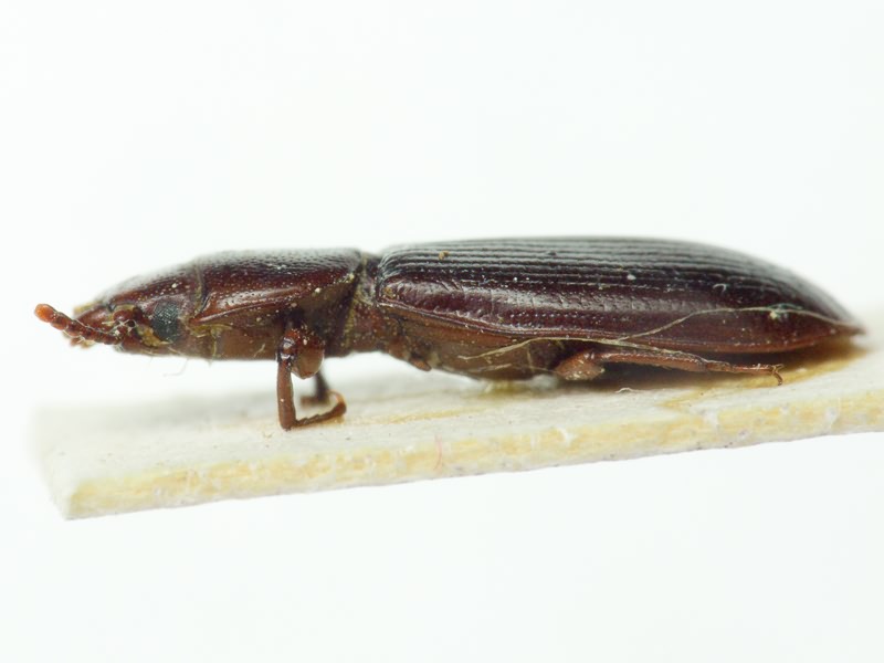 Tenebroides mauritanicus (Linnaeus, 1758)