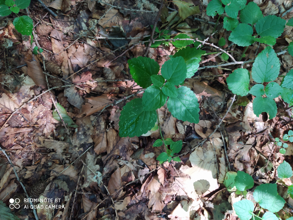 Lamium galeobdolon (L.) L.