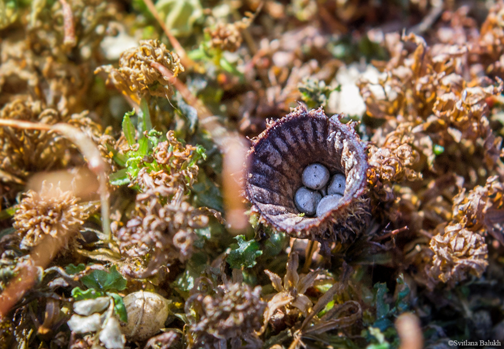 Cyathus striatus (Huds.) Willd.