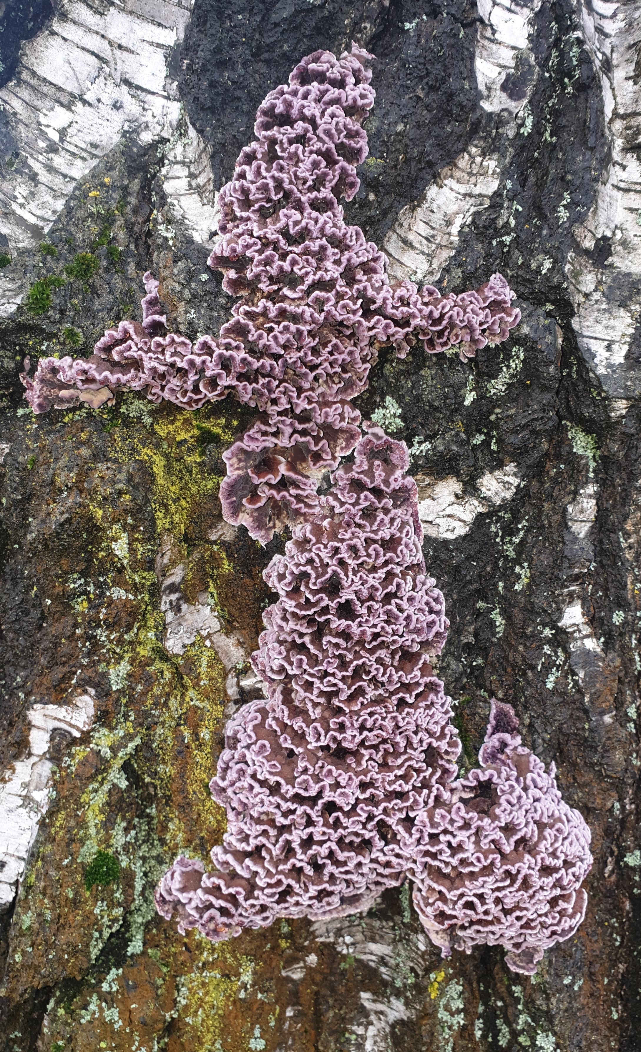 Chondrostereum purpureum (Pers.) Pouzar