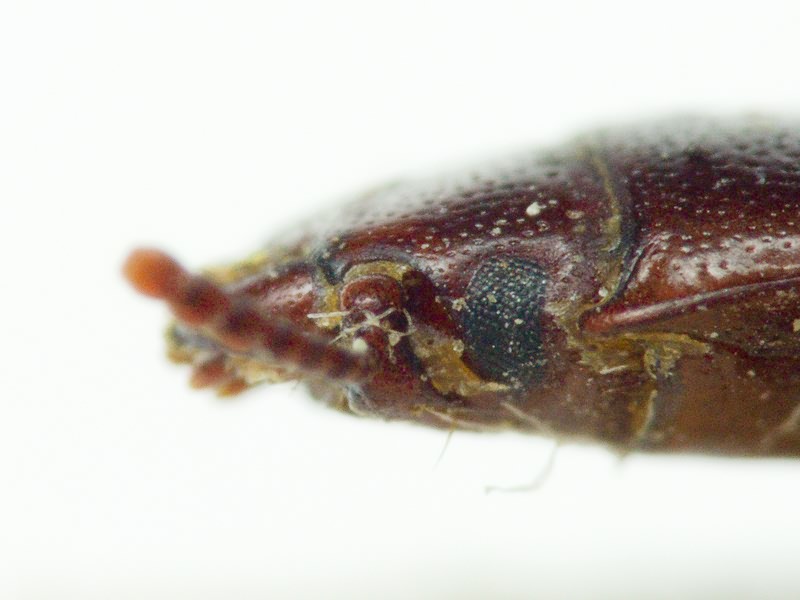 Tenebroides mauritanicus (Linnaeus, 1758)